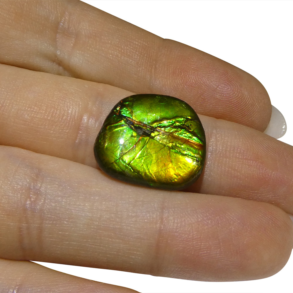 9.44ct Freeform A+ 3 Color Green, Yellow, Blue Ammolite from Alberta, Canada - Skyjems Wholesale Gemstones