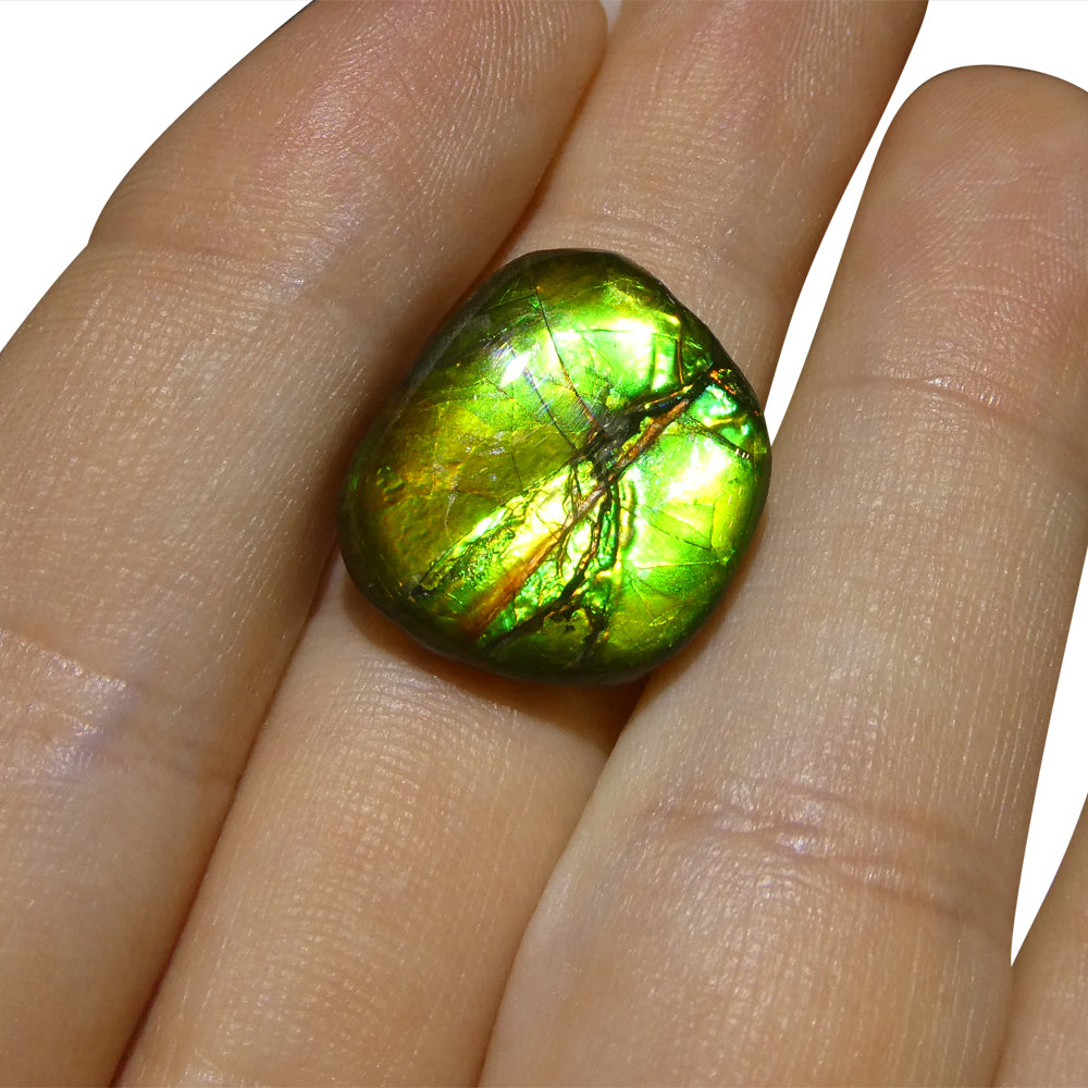 9.44ct Freeform A+ 3 Color Green, Yellow, Blue Ammolite from Alberta, Canada - Skyjems Wholesale Gemstones