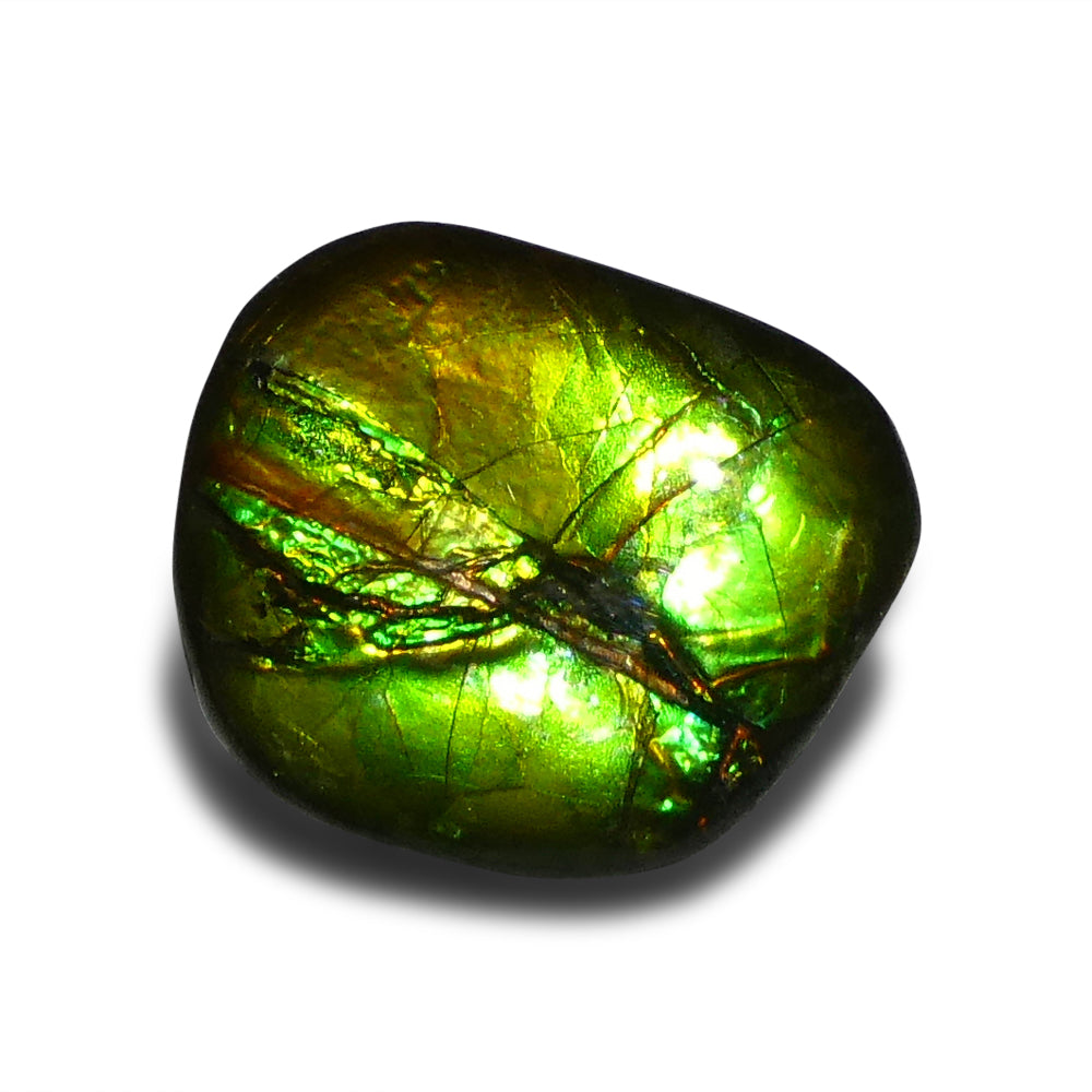 9.44ct Freeform A+ 3 Color Green, Yellow, Blue Ammolite from Alberta, Canada - Skyjems Wholesale Gemstones