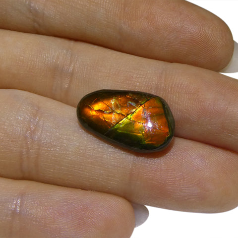 7.85ct Freeform A+ 3 Color Red, Yellow, Green Ammolite from Alberta, Canada