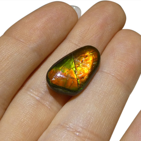 7.85ct Freeform A+ 3 Color Red, Yellow, Green Ammolite from Alberta, Canada