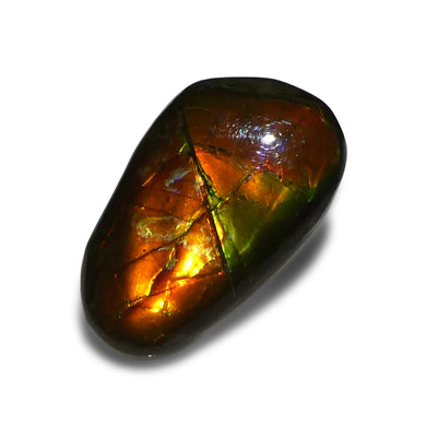7.85ct Freeform A+ 3 Color Red, Yellow, Green Ammolite from Alberta, Canada - Skyjems Wholesale Gemstones