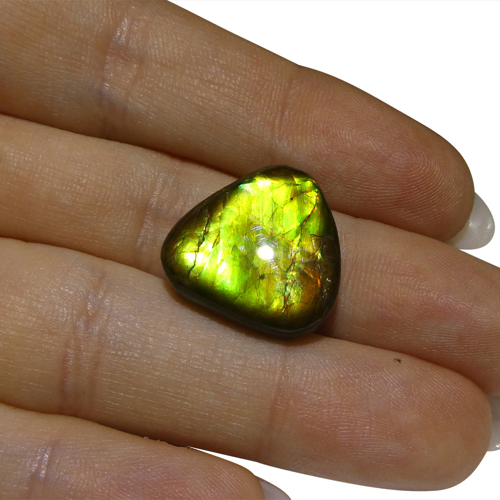 14.74ct Freeform A+ 3 Color Green, Yellow, Orange Ammolite from Alberta, Canada - Skyjems Wholesale Gemstones