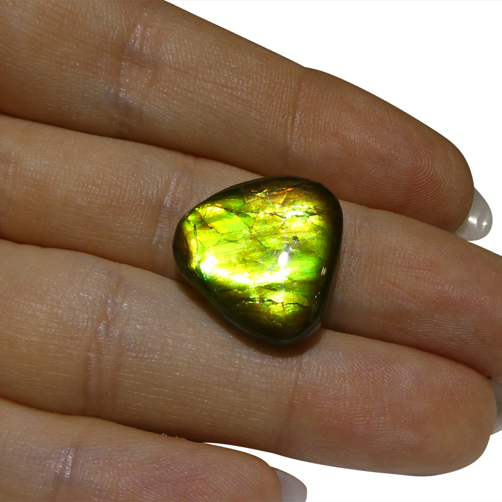 14.74ct Freeform A+ 3 Color Green, Yellow, Orange Ammolite from Alberta, Canada - Skyjems Wholesale Gemstones