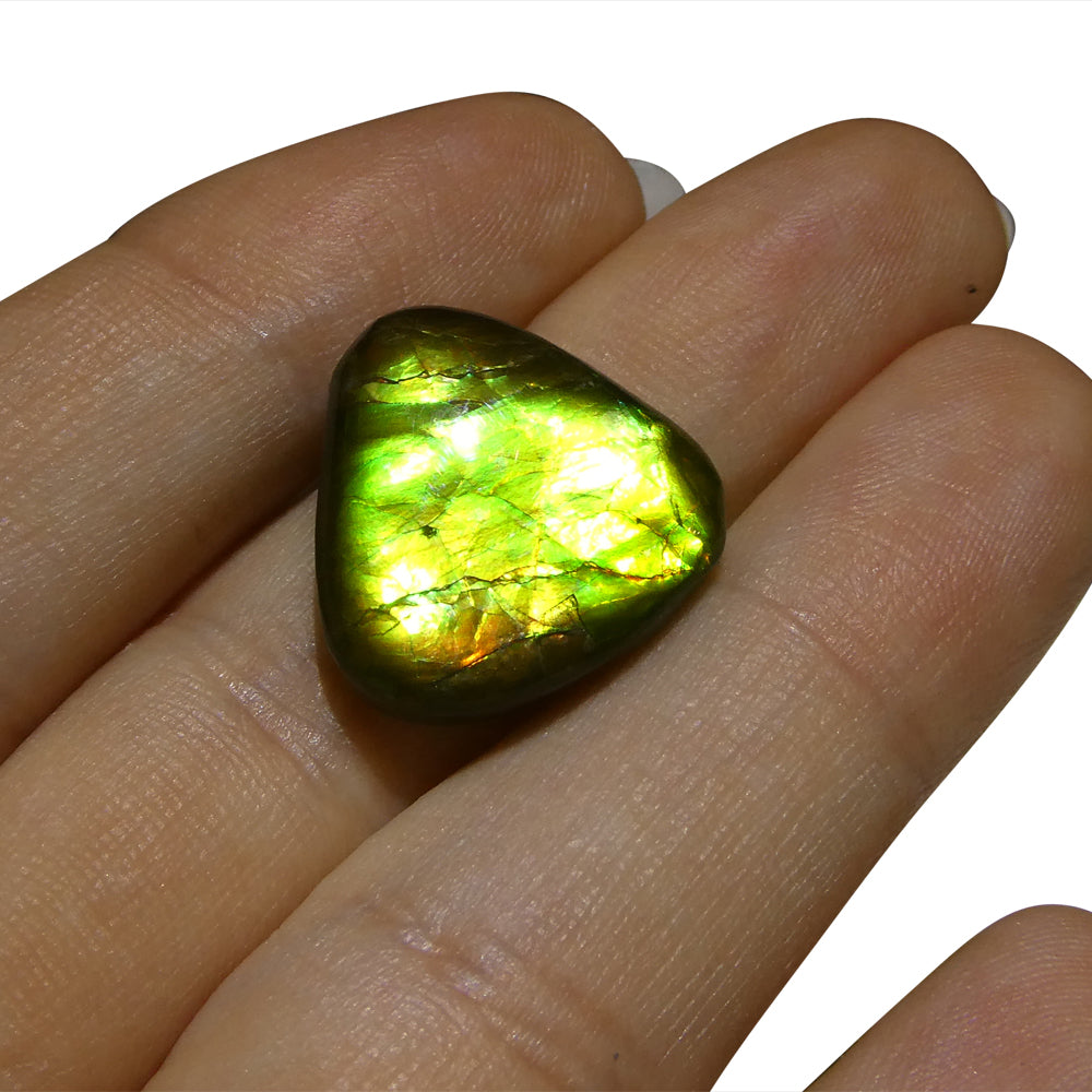 14.74ct Freeform A+ 3 Color Green, Yellow, Orange Ammolite from Alberta, Canada - Skyjems Wholesale Gemstones