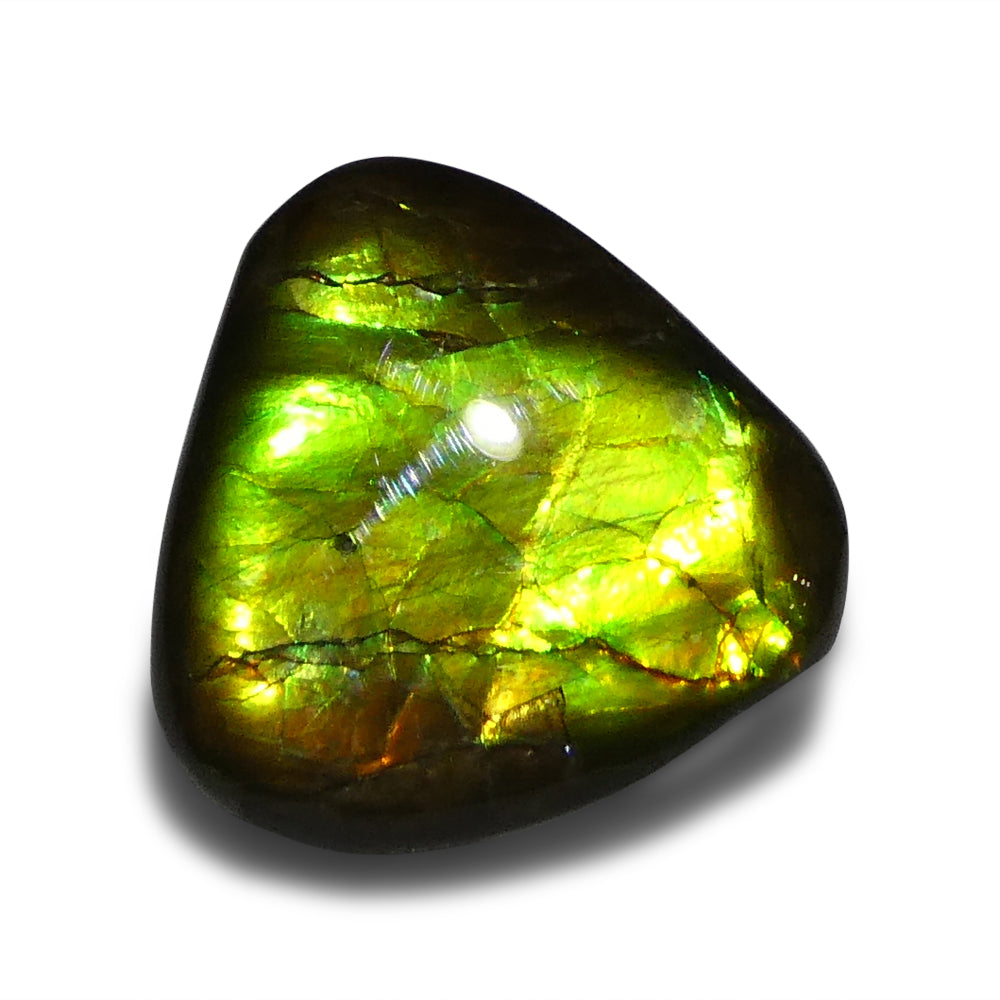 14.74ct Freeform A+ 3 Color Green, Yellow, Orange Ammolite from Alberta, Canada - Skyjems Wholesale Gemstones