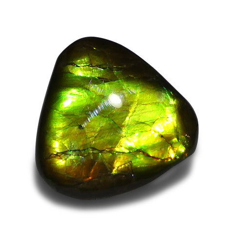 14.74ct Freeform A+ 3 Color Green, Yellow, Orange Ammolite from Alberta, Canada