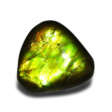 14.74ct Freeform A+ 3 Color Green, Yellow, Orange Ammolite from Alberta, Canada - Skyjems Wholesale Gemstones