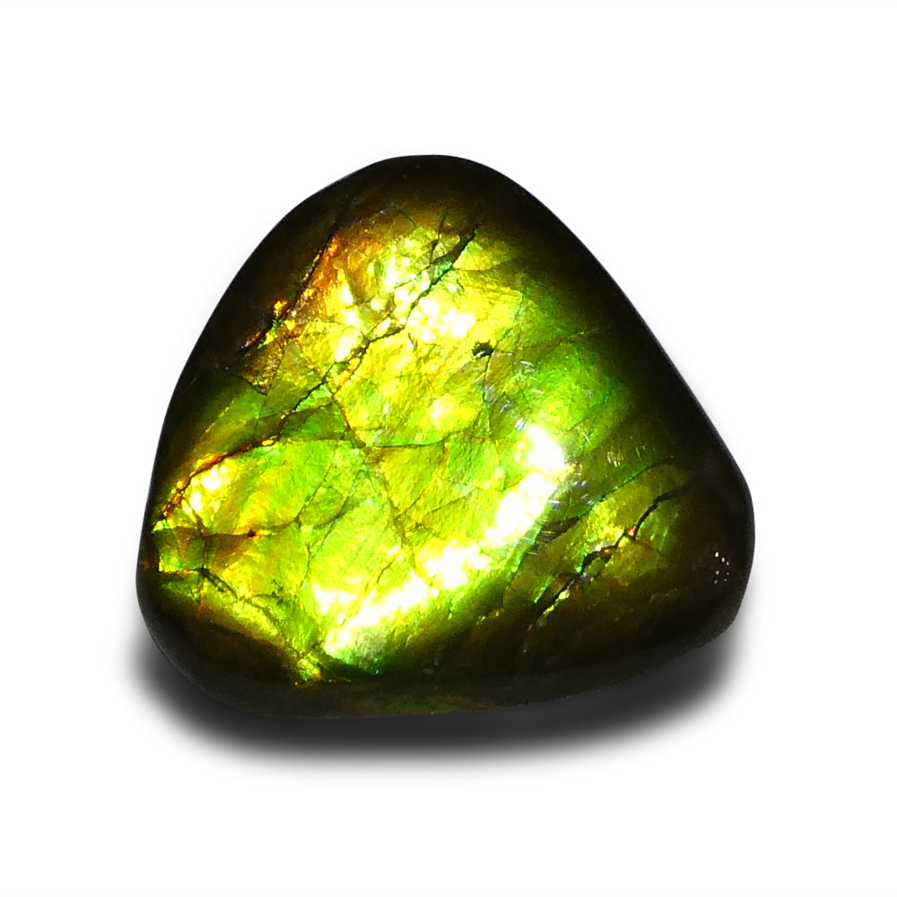 14.74ct Freeform A+ 3 Color Green, Yellow, Orange Ammolite from Alberta, Canada - Skyjems Wholesale Gemstones