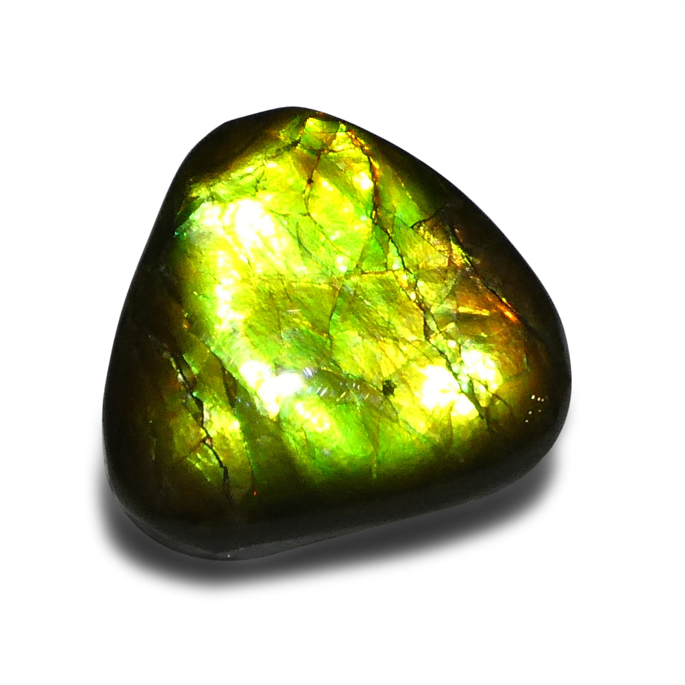 14.74ct Freeform A+ 3 Color Green, Yellow, Orange Ammolite from Alberta, Canada - Skyjems Wholesale Gemstones