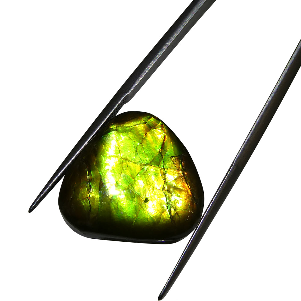 14.74ct Freeform A+ 3 Color Green, Yellow, Orange Ammolite from Alberta, Canada - Skyjems Wholesale Gemstones