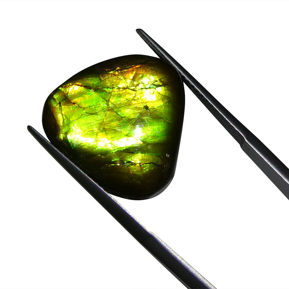 14.74ct Freeform A+ 3 Color Green, Yellow, Orange Ammolite from Alberta, Canada - Skyjems Wholesale Gemstones