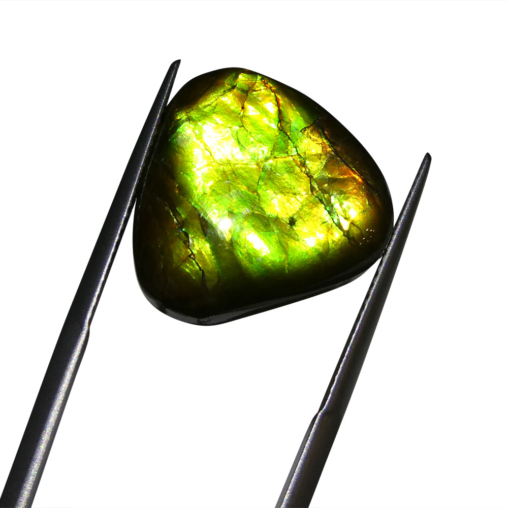 14.74ct Freeform A+ 3 Color Green, Yellow, Orange Ammolite from Alberta, Canada - Skyjems Wholesale Gemstones