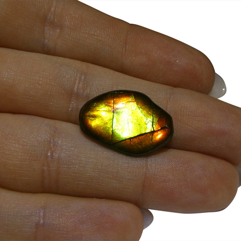 6.42ct Freeform A+ 3 Color Green, Yellow, Orange Ammolite from Alberta, Canada