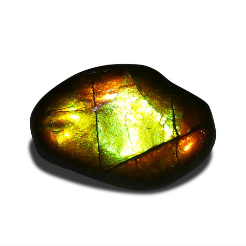 6.42ct Freeform A+ 3 Color Green, Yellow, Orange Ammolite from Alberta, Canada