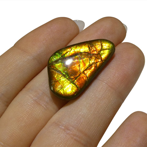 18.12ct Freeform A+ 3 Color Red, Yellow, Green Ammolite from Alberta, Canada