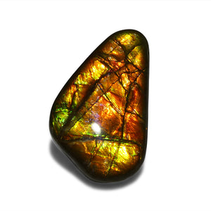 18.12ct Freeform A+ 3 Color Red, Yellow, Green Ammolite from Alberta, Canada - Skyjems Wholesale Gemstones
