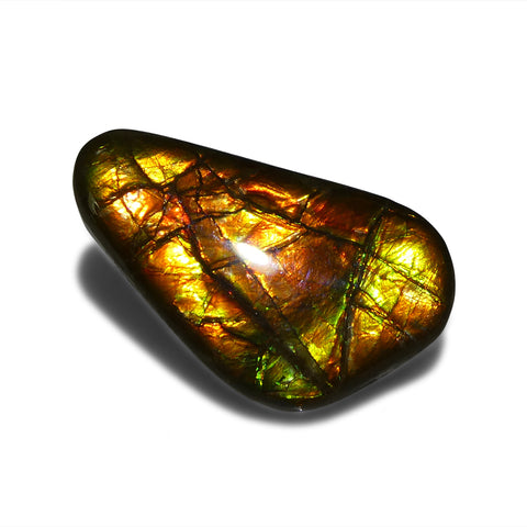 18.12ct Freeform A+ 3 Color Red, Yellow, Green Ammolite from Alberta, Canada