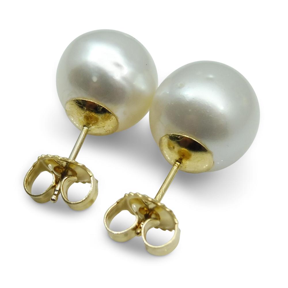 11mm White South Sea Pearl Earrings in 14kt Yellow Gold - Skyjems Wholesale Gemstones